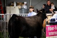 Beef Show Ring Shots