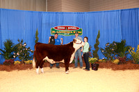 Hereford Steer Show