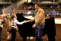 First Year Exhibitor Steer Show