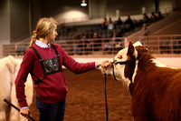 Beef Showmanship, County Groups & Breeder Group