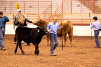 Steer Show - Ring Photos
