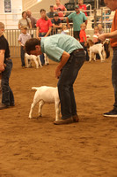 Goat Show - Ring Photos