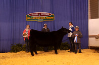 Heifer Show